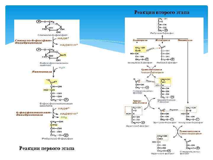 Реакции второго этапа Реакции первого этапа 