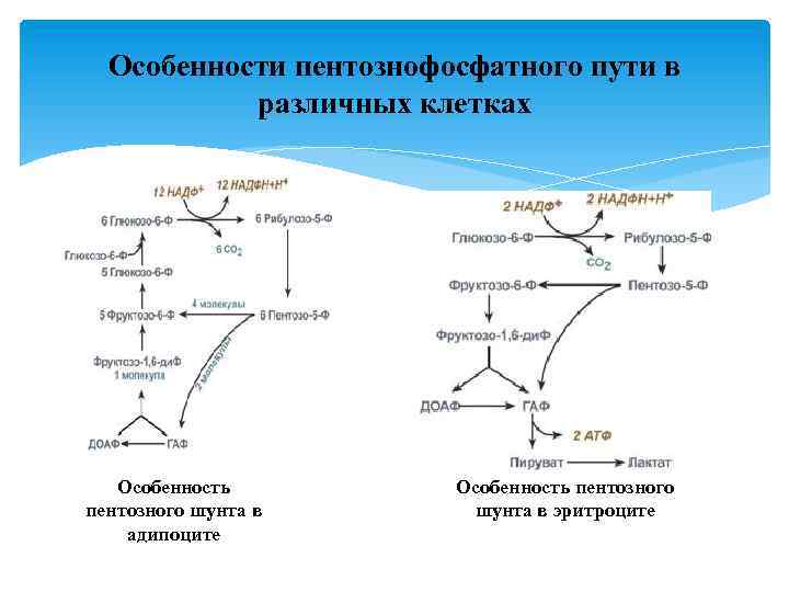 Особенности пентознофосфатного пути в различных клетках Особенность пентозного шунта в адипоците Особенность пентозного шунта