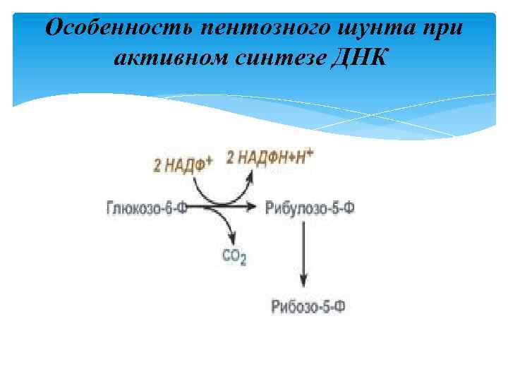 Особенность пентозного шунта при активном синтезе ДНК 