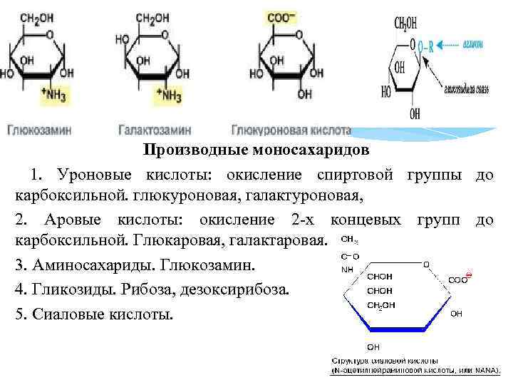 Производные моносахаридов 1. Уроновые кислоты: окисление спиртовой группы до карбоксильной. глюкуроновая, галактуроновая, 2. Аровые