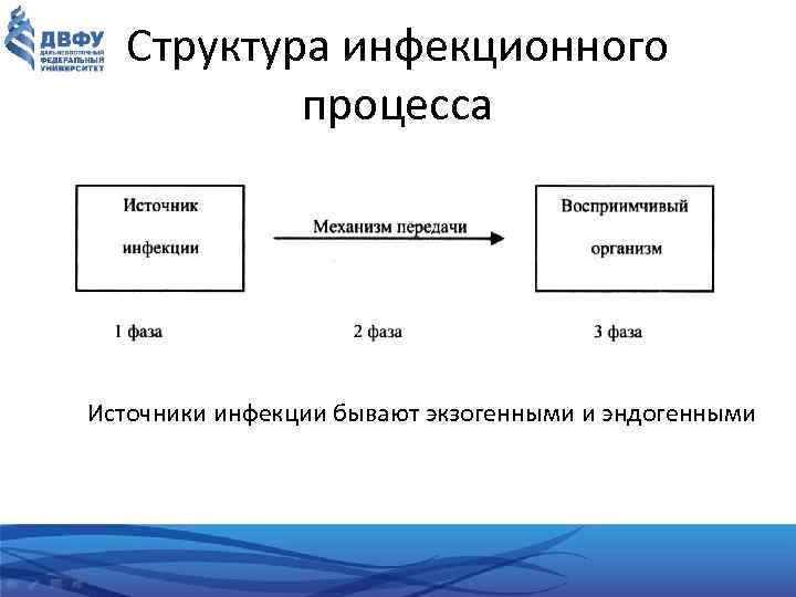 Структура инфекционного процесса Источники инфекции бывают экзогенными и эндогенными 