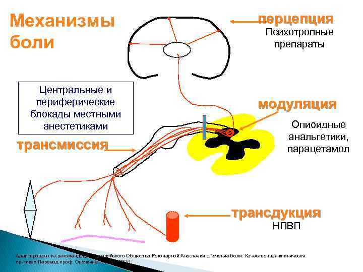 Основные механизмы боли схема