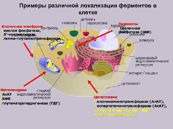 Примеры различной локализация ферментов в клетке Клеточная мембрана • кислая фосфатаза, • 5’-нуклеотидаза, •