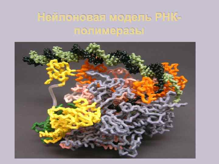 Нейлоновая модель РНКполимеразы 