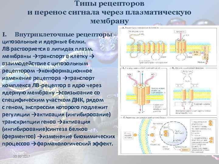 Типы рецепторов и перенос сигнала через плазматическую мембрану I. Внутриклеточные рецепторы – цитозольные и