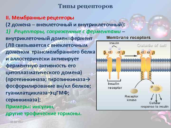 Типы рецепторов II. Мембранные рецепторы (2 домена – внеклеточный и внутриклеточный): 1) Рецепторы, сопряженные