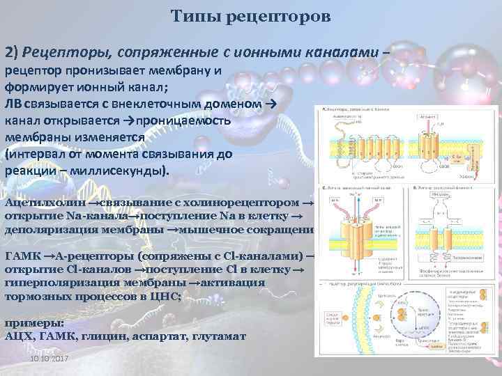 Типы рецепторов 2) Рецепторы, сопряженные с ионными каналами – рецептор пронизывает мембрану и формирует