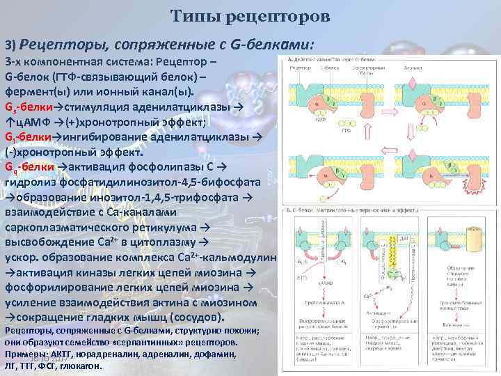 Типы рецепторов 3) Рецепторы, сопряженные с G-белками: 3 -х компонентная система: Рецептор – G-белок