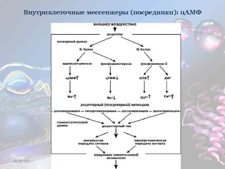 Внутриклеточные мессенжеры (посредники): ц. АМФ 10. 2017 