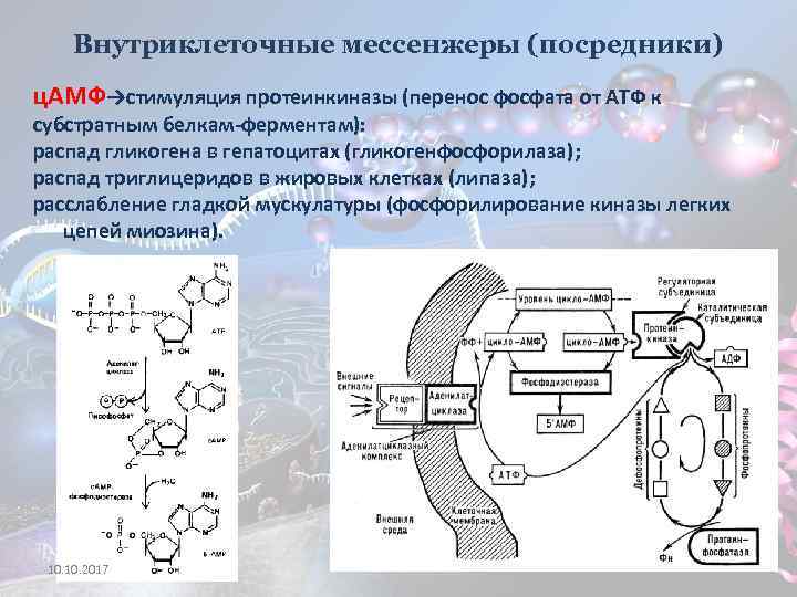 Внутриклеточные мессенжеры (посредники) ц. АМФ→стимуляция протеинкиназы (перенос фосфата от АТФ к субстратным белкам-ферментам): распад