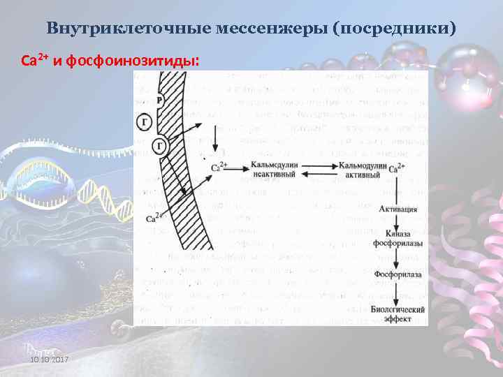 Внутриклеточные мессенжеры (посредники) Ca 2+ и фосфоинозитиды: 10. 2017 