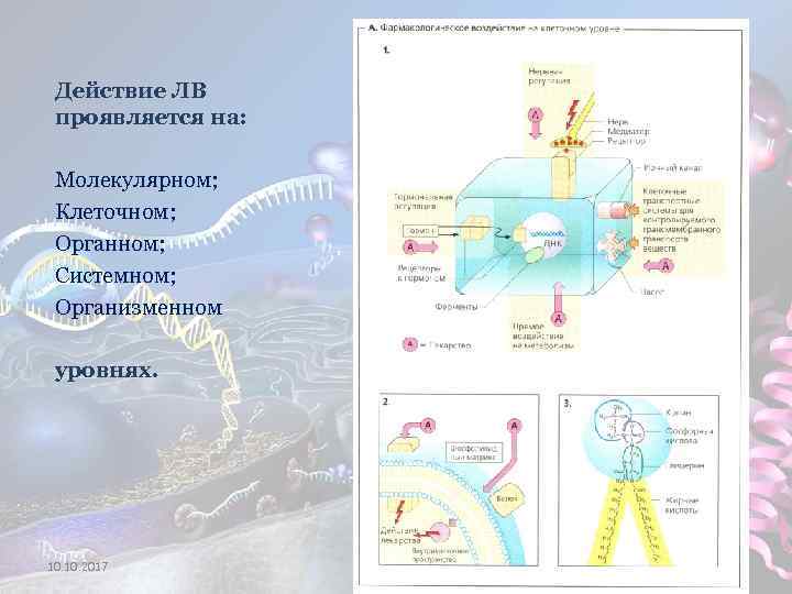 Действие ЛВ проявляется на: Молекулярном; Клеточном; Органном; Системном; Организменном уровнях. 10. 2017 