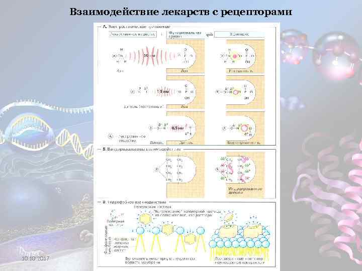 Взаимодействие лекарств с рецепторами 10. 2017 