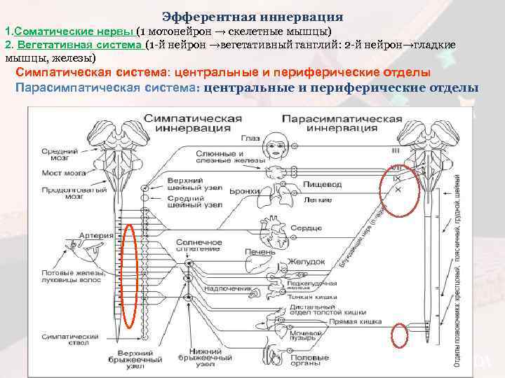 Эфферентная иннервация 1. Соматические нервы (1 мотонейрон → скелетные мышцы) 2. Вегетативная система (1