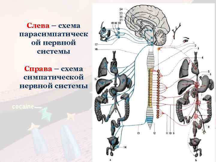 Слева – схема парасимпатическ ой нервной системы Справа – схема симпатической нервной системы 