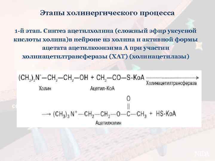 Этапы холинергического процесса 1 -й этап. Синтез ацетилхолина (сложный эфир уксусной кислоты холина)в нейроне