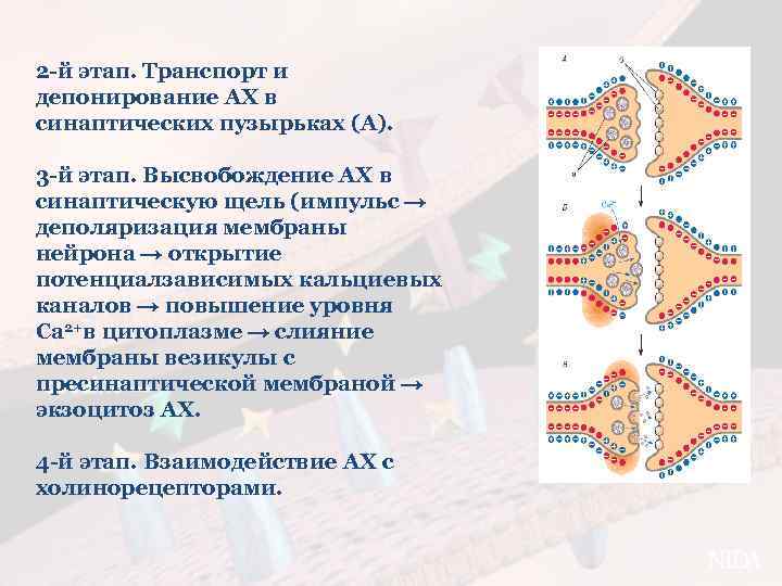 2 -й этап. Транспорт и депонирование АХ в синаптических пузырьках (А). 3 -й этап.