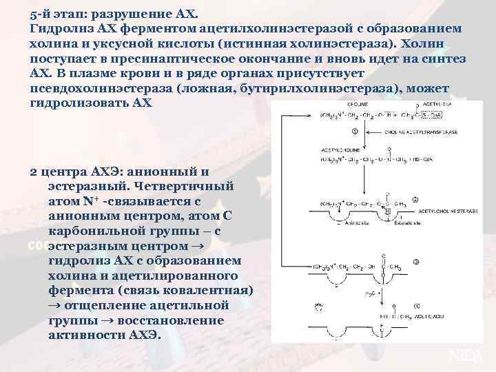 5 -й этап: разрушение АХ. Гидролиз АХ ферментом ацетилхолинэстеразой с образованием холина и уксусной