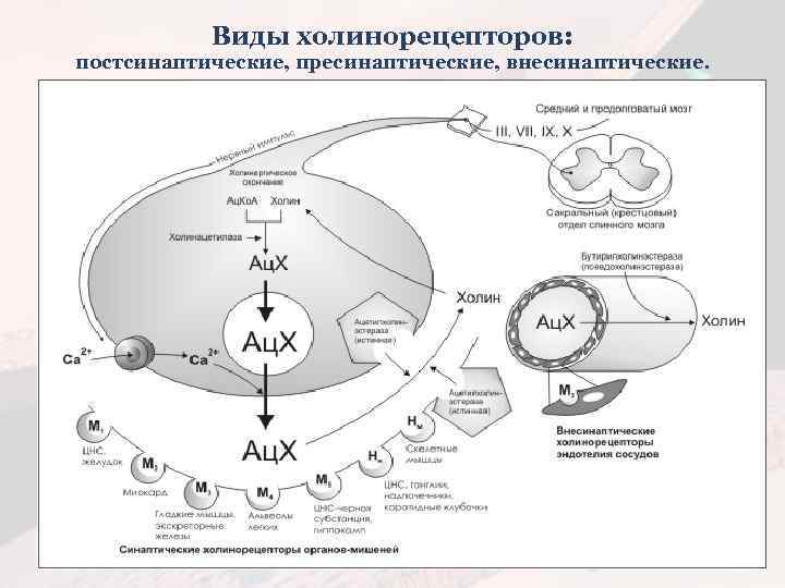 Виды холинорецепторов: постсинаптические, пресинаптические, внесинаптические. 