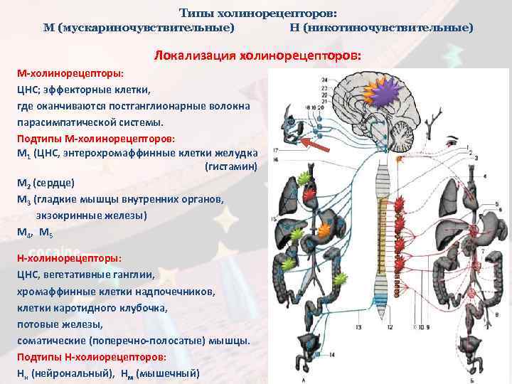Типы холинорецепторов: М (мускариночувствительные) Н (никотиночувствительные) Локализация холинорецепторов: М-холинорецепторы: ЦНС; эффекторные клетки, где оканчиваются