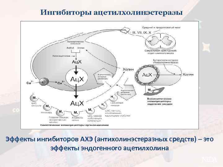 Ингибиторы ацетилхолинэстеразы Эффекты ингибиторов АХЭ (антихолинэстеразных средств) – это эффекты эндогенного ацетилхолина 