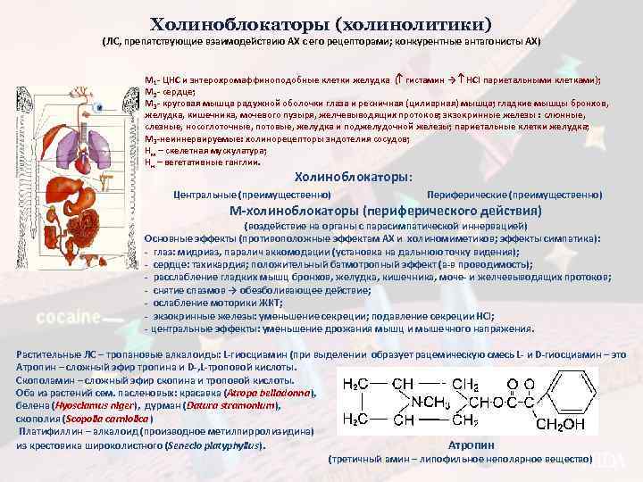 Холиноблокаторы (холинолитики) (ЛС, препятствующие взаимодействию АХ с его рецепторами; конкурентные антагонисты АХ) М 1