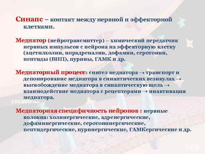 Синапс – контакт между нервной и эффекторной клетками. Медиатор (нейротрансмиттер) – химический передатчик нервных