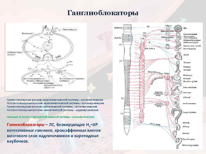 Ганглиоблокаторы Преганглионарные волокна парасимпатической системы – холинергические Постганглионарные волокна парасимпатической системы – холинергические Преганглионарные