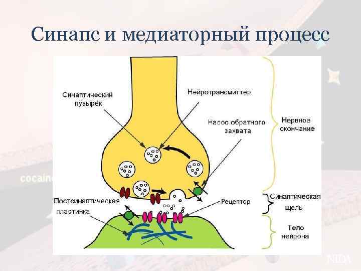 Синапс и медиаторный процесс 