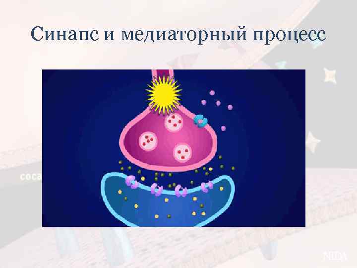 Синапс и медиаторный процесс 