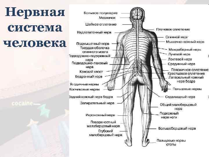 Нервная система человека 
