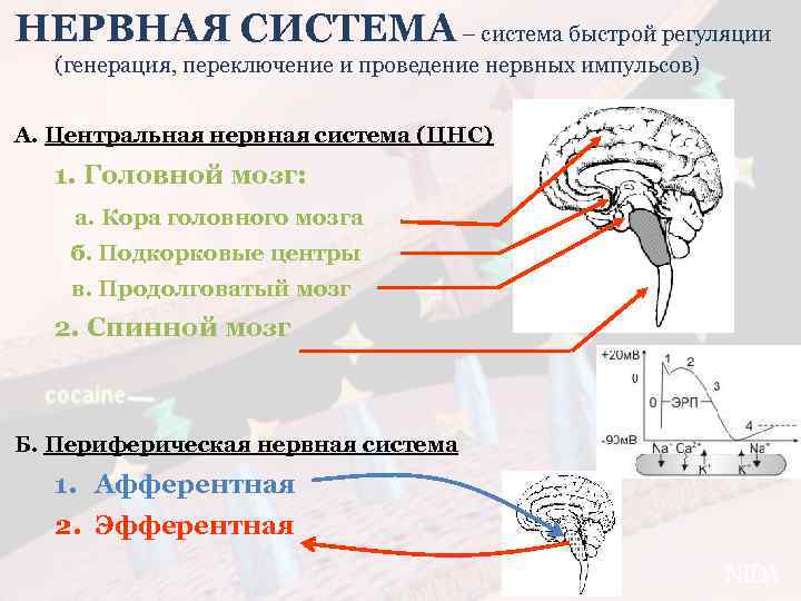 Продолговатый мозг нервные центры регуляции. Проадееднте нервных импульсов к головному мозгу. Переключение нервных импульсов. Точки воздействия на центральную нейротрансмиссию.