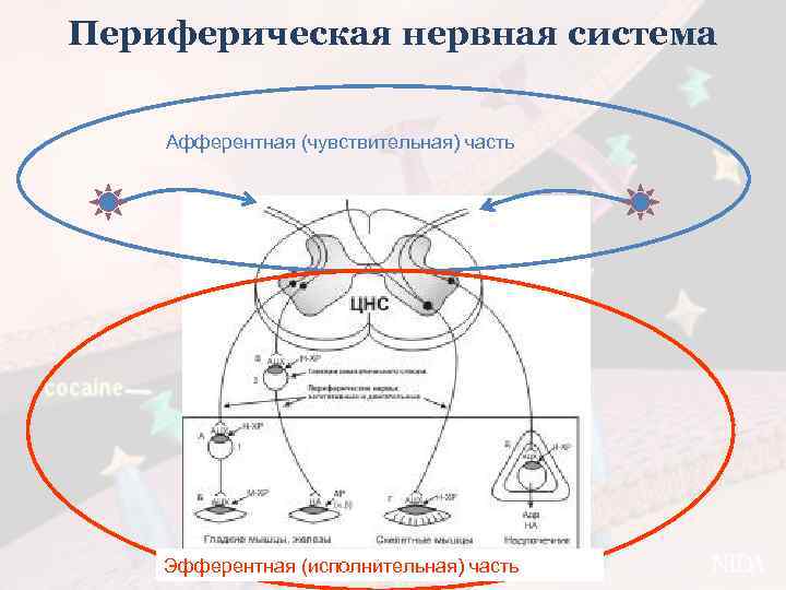 Периферическая нервная система Афферентная (чувствительная) часть Эфферентная (исполнительная) часть 