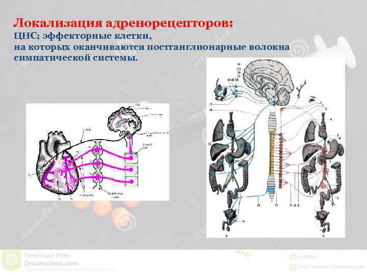 Локализация адренорецепторов: ЦНС; эффекторные клетки, на которых оканчиваются постганглионарные волокна симпатической системы. 