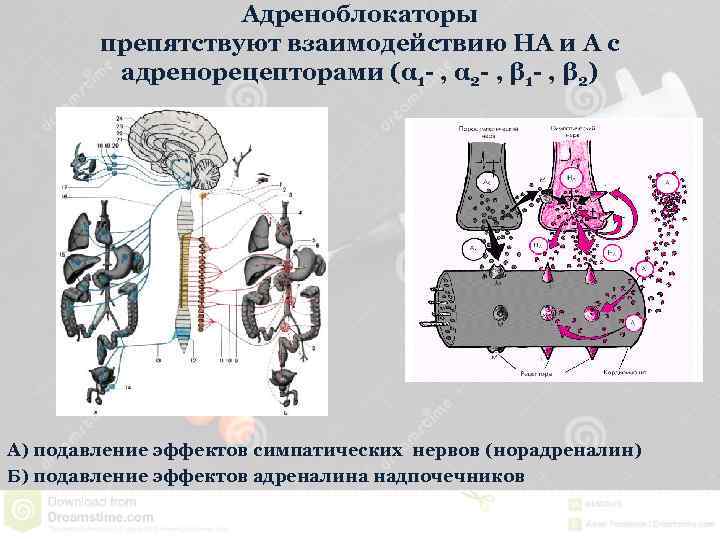Адреноблокаторы препятствуют взаимодействию НА и А с адренорецепторами (α 1 - , α 2