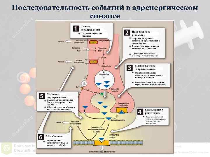Последовательность событий в адренергическом синапсе 