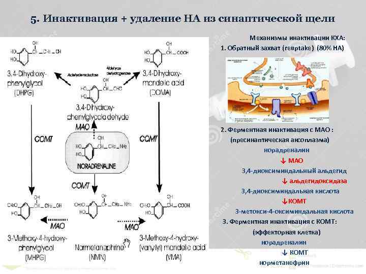 5. Инактивация + удаление НА из синаптической щели Механизмы инактивации КХА: 1. Обратный захват
