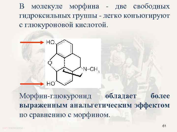 В молекуле морфина - две свободных гидроксильных группы - легко конъюгируют с глюкуроновой кислотой.