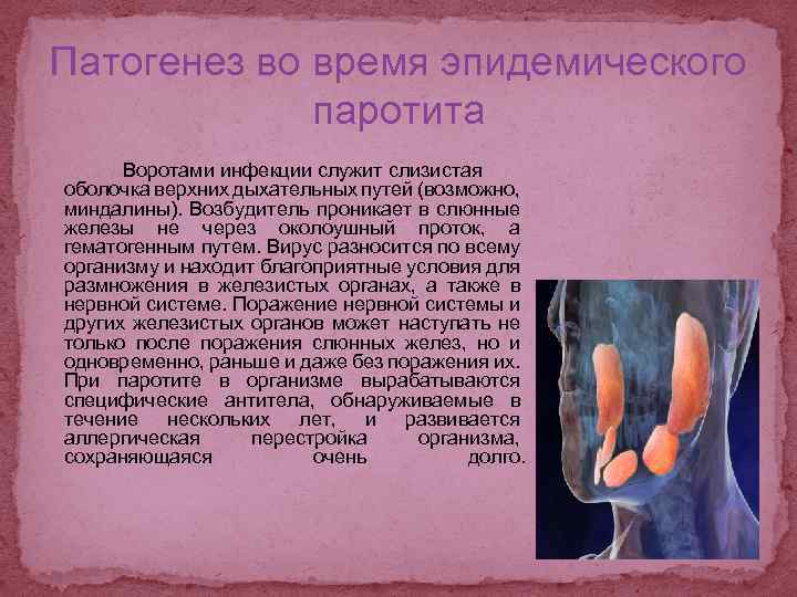 Паротит периоды. Эпидемический паротит патогенез. Вирус эпидемического паротита. Эпидемический паротит этиология. Эпидемический паротит пути передачи.