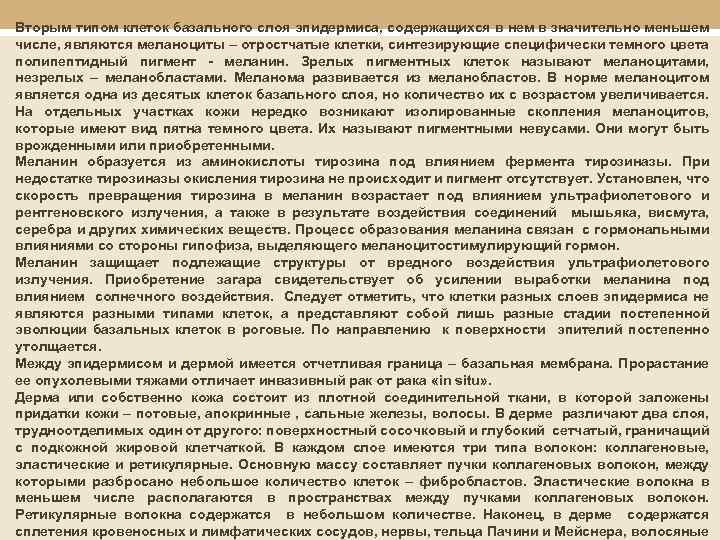 Вторым типом клеток базального слоя эпидермиса, содержащихся в нем в значительно меньшем числе, являются
