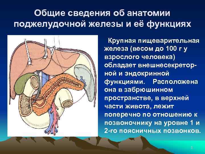 Общие сведения об анатомии поджелудочной железы и её функциях Крупная пищеварительная железа (весом до