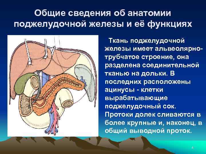 Общие сведения об анатомии поджелудочной железы и её функциях Ткань поджелудочной железы имеет альвеолярнотрубчатое