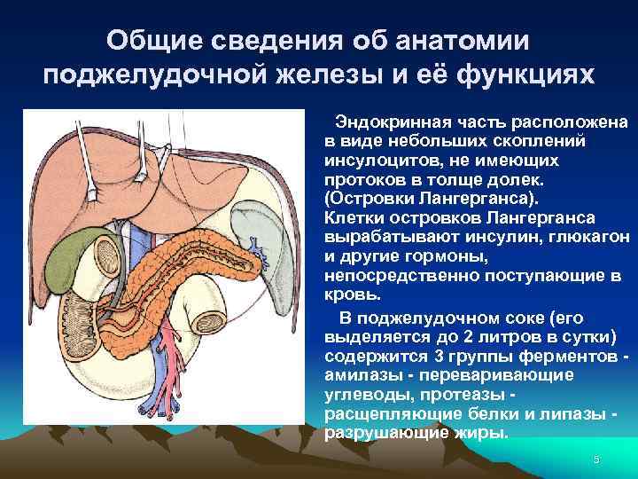 Общие сведения об анатомии поджелудочной железы и её функциях Эндокринная часть расположена в виде