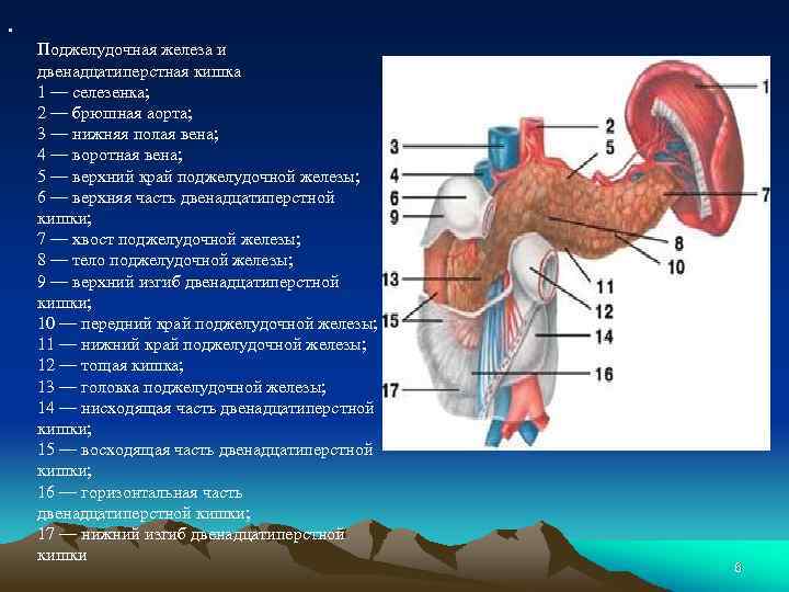 • Поджелудочная железа и двенадцатиперстная кишка 1 — селезенка; 2 — брюшная аорта;