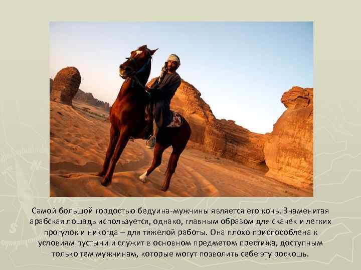 Самой большой гордостью бедуина-мужчины является его конь. Знаменитая арабская лошадь используется, однако, главным образом