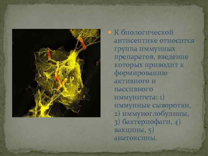  К биологической антисептике относится группа иммунных препаратов, введение которых приводит к формированию активного