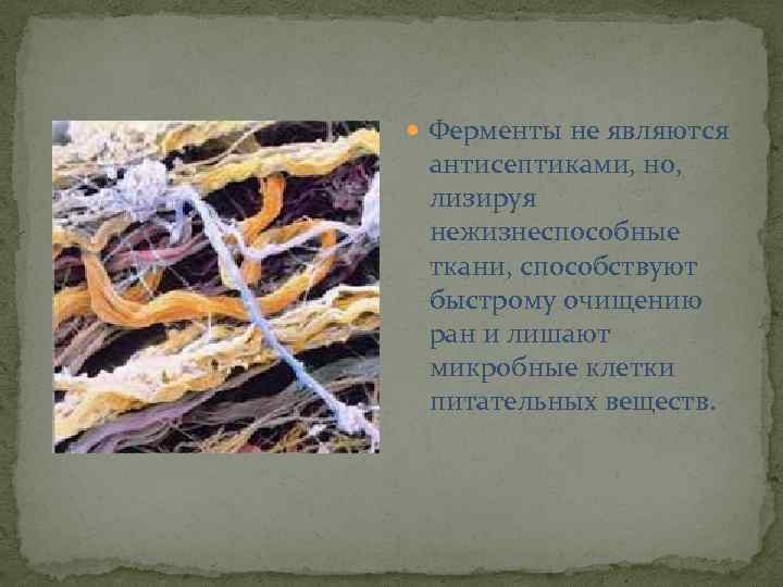  Ферменты не являются антисептиками, но, лизируя нежизнеспособные ткани, способствуют быстрому очищению ран и