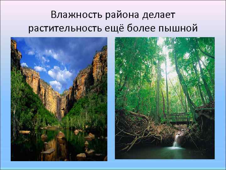 Влажность района делает растительность ещё более пышной 