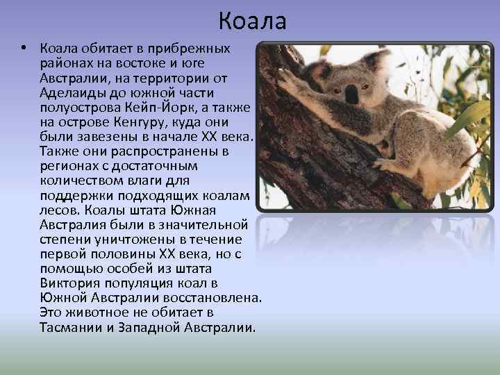 Коала • Коала обитает в прибрежных районах на востоке и юге Австралии, на территории