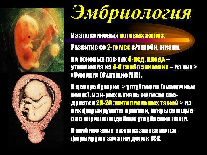 Эмбриология Из апокриновых потовых желез. Развитие со 2 -го мес в/утробн. жизни. На боковых